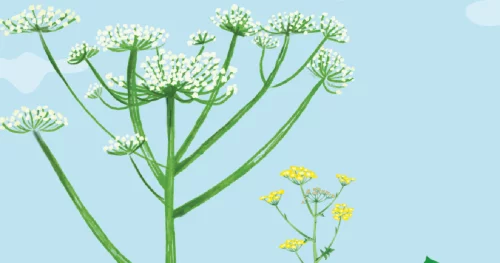 Plantas tóxicas a vigilar